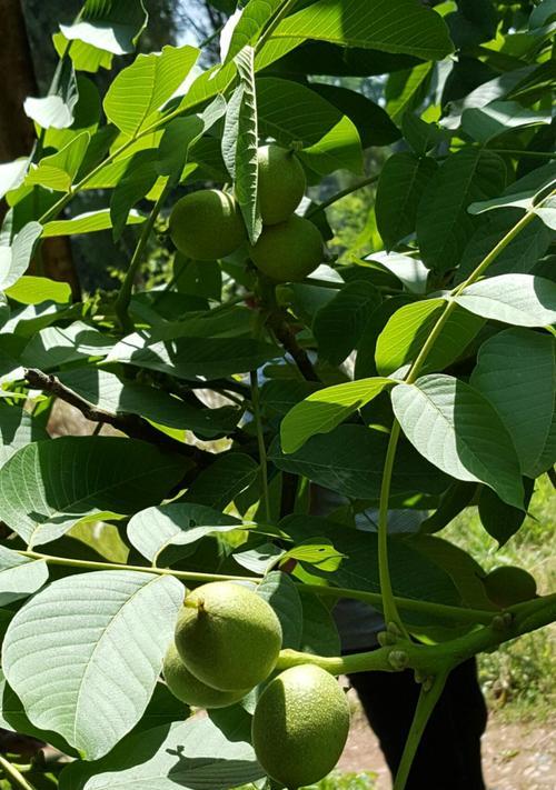 岳池有哪些植物店铺？如何选择合适的植物店铺？