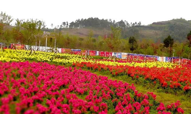 岳池有哪些植物店铺？如何选择合适的植物店铺？